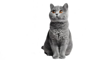 Close up of a scottish fold cat