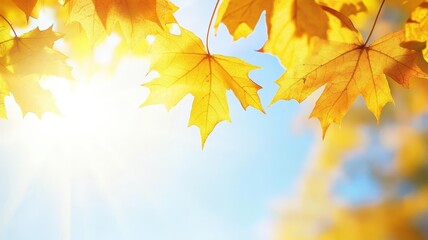 Fototapeta premium Autumn background with maple leaves and bokeh,Fall blurred background, Yellow and red maple leaves are flying and falling down. Autumnal landscape.water drop on leaf,space for text.