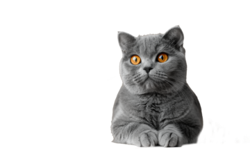 Close up of a scottish fold cat