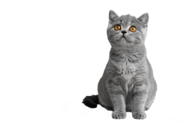 Close up of a scottish fold cat