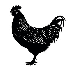 A chicken silhouette isolated white background