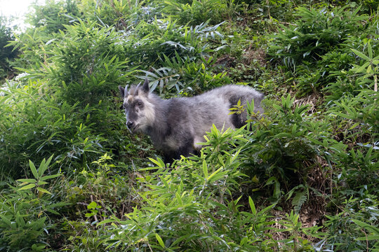 ニホンカモシカ