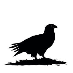 a Golden eagle sitting on the ground silhouette