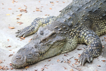 Big crocodile on farm outdoors