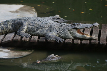 Fototapeta premium Big crocodile on farm outdoors