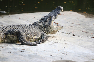 Big crocodile on farm outdoors