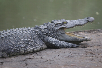 Fototapeta premium Big crocodile on farm outdoors
