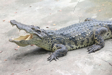 Big crocodile on farm outdoors