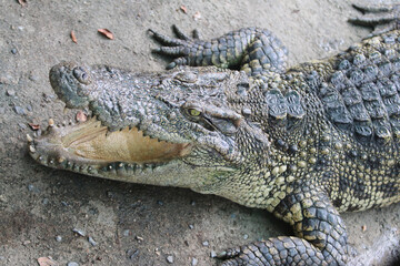 Big crocodile on farm outdoors