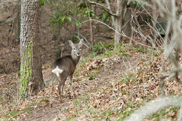 roe deer