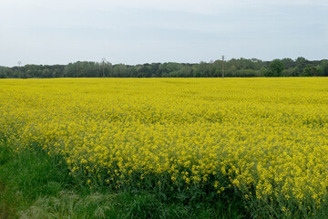 Flowering rapeseed ( Brassica napus also known as oilseed rape ) field . Tuscany, Italy