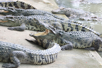 Big crocodile on farm outdoors