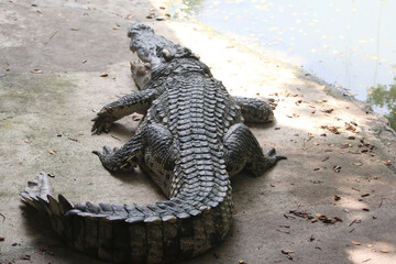 Big crocodile on farm outdoors