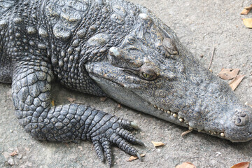 Big crocodile on farm outdoors