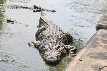 Big crocodile on farm outdoors