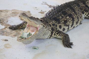 Big crocodile on farm outdoors