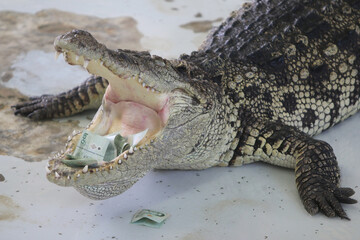 Big crocodile on farm outdoors