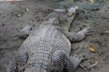 Big crocodile on farm outdoors