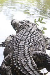 Obraz premium Big crocodile on farm outdoors