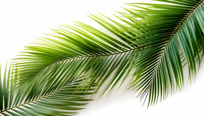 Obraz premium Exotic green tropical summer plant palm leaves branch isolated on white background