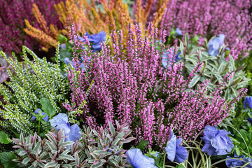 Mix of different heather variations (Genus Erica) and other greenery as ornamental plants.