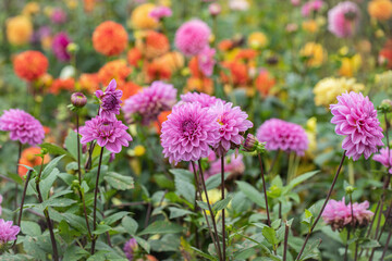 Group of light-purple dahlias in a flower plantation. Copyspace. Rainbow color shades.
