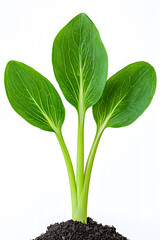 Obraz premium A seedling sprouting from the soil isolated on background