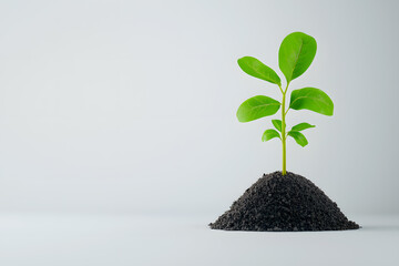 A seedling sprouting from the soil isolated on background