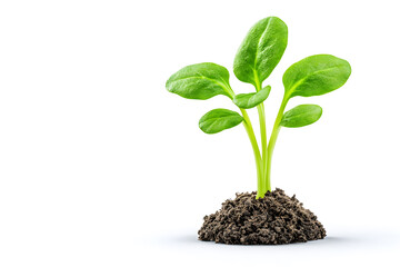 A seedling sprouting from the soil isolated on background