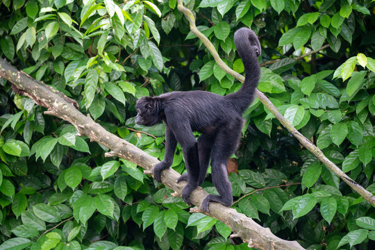 Black-Headed Spider Monkey (Ateles Fusciceps) is a type of New World Monkey, native to Central and South America.