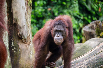 Orangutan (Pongo Pygmaeus) with cheeky, cunning look on its face. It is the only Asian Great Ape,...