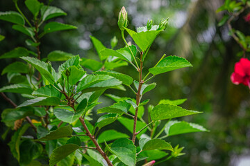 A hibiscus bud, nearly in bloom, surrounded by bright green hibiscus leaves, is the national flower of Malaysia, Haiti, and Puerto Rico.