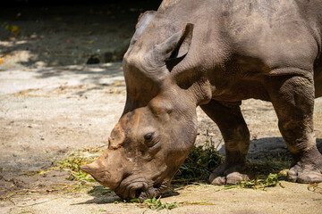 White Rhino (White Rhinoceros, Ceratotherium Simum) is the largest surviving Rhinoceros species, a near threatened species native to central and southern Africa. Horn missing from poachers.
