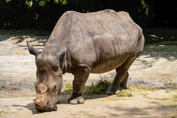 Obraz premium White Rhino (White Rhinoceros, Ceratotherium Simum) is the largest surviving Rhinoceros species, a near threatened species native to central and southern Africa. Horn missing from poachers.