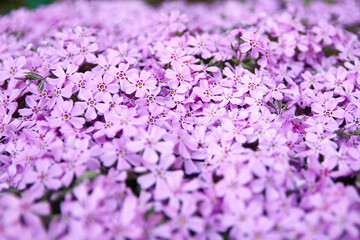 Obraz premium lilac flowers phlox in the garden