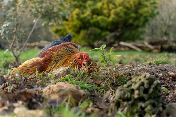 portrait d'un coq de race géante brahma magnifique, se prélassant au soleil du printanier