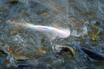 Fototapeta premium Crowd of many freshwater fish hungry such as catfish, snakehead fish, snake fish and other scramble for eat a food in river when feed