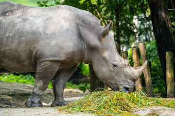 White Rhino (White Rhinoceros, Ceratotherium Simum) is the largest surviving Rhinoceros species, a near threatened species native to central and southern Africa. Wound on back.