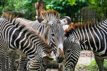 Grevy's Zebra (Equus Grevyi, Imperial Zebra) is named after Jules Gr&eacute;vy, found in Kenya and Ethiopia. It is the most endangered Zebra species.
