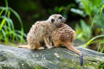 Two Meerkats (Suricata Suricatta, Suricate) is a type of Mongoose