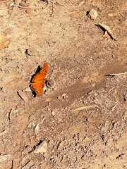 butterfly on the flower
