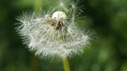 a dandelion in the field, close - up
