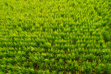 An aerial view of paddy field at Sekinchan during daytime.