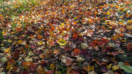 The round, red leaves cover the ground. Fallen round leaves cover the ground