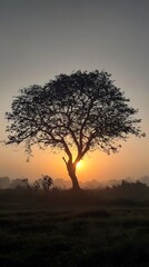 Silhouette of a dead tree against the sunset sky, South Africa