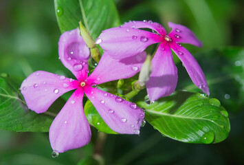 Overhead view of rose vinca flower (Madagascar periwinkle), vinca flower with water drop. close up