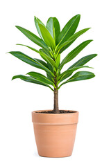 Fototapeta premium Indoor potted tree plant isolated on white background