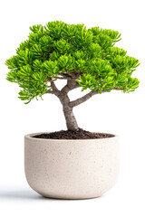 Obraz premium Indoor potted tree plant isolated on white background