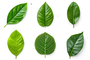 Fototapeta premium Set of Green leaves, isolated on white background