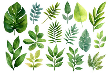 Watercolor Set of Tropical leaves, isolated on white background